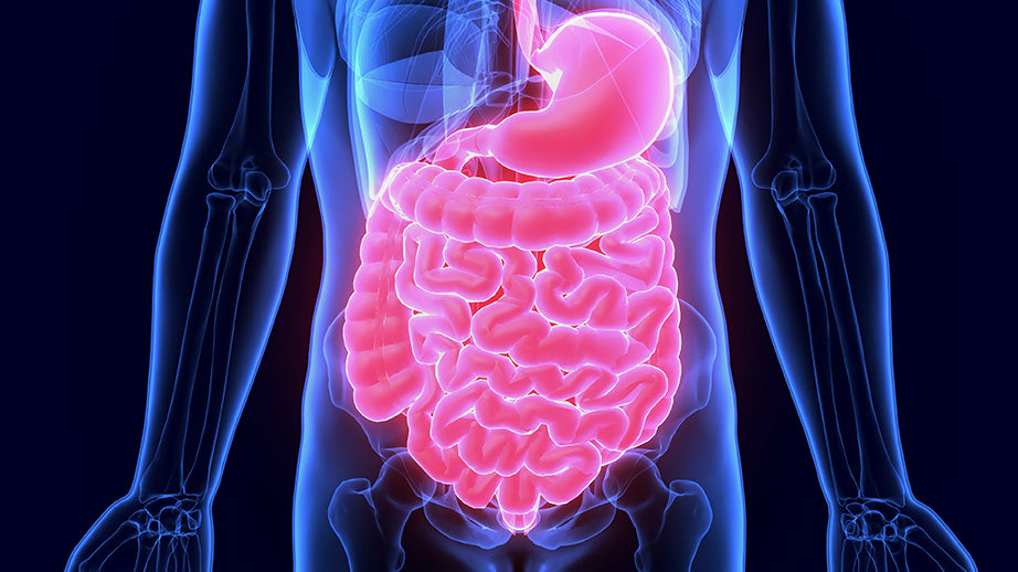 Microbiote et psychologie : l'influence de l'intestin sur notre bien-être mental. Article pour les laboratoires COPMED